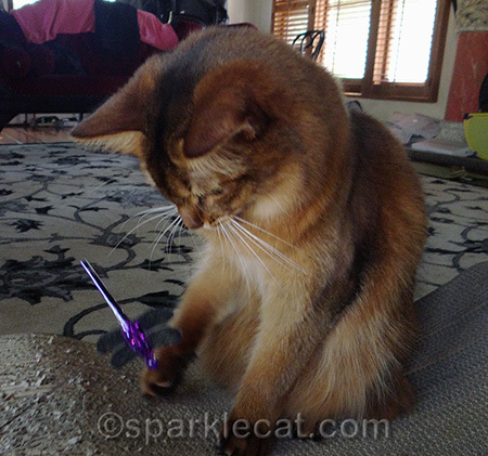 My human hopes it is durable and not killable permanently