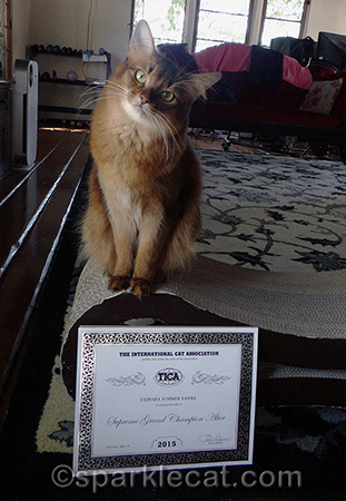 My human could fill a whole wall with my ribbons and awards!