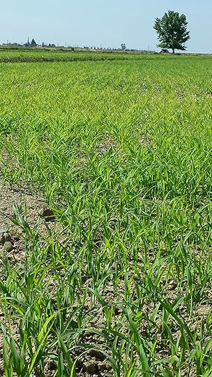 Fresh field growing CWTC