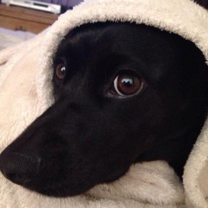 Cute Image Cutesy of @Destructo_Dog on Twitter, in an attempt to soften the blow of this story.