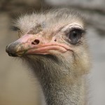 Ostrich