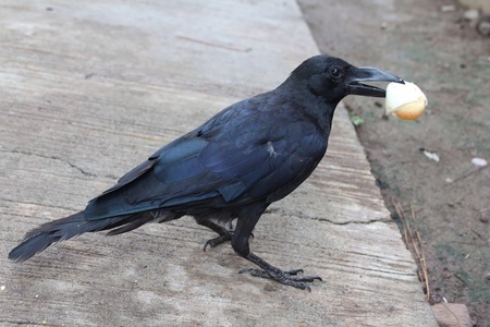 7 Ways to Eat Crow after You Have Kids @foxywinepocket funny | parenting 
