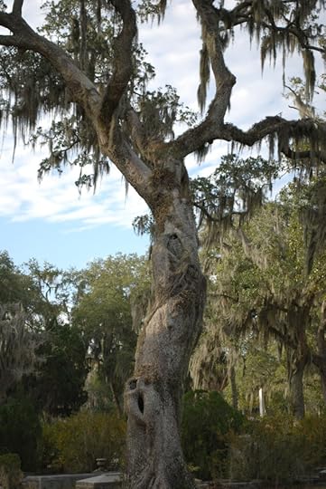 Gnarled oak covered with moss