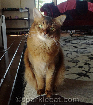 I could have used a Leaning Tower of Pisa cat tree... just sayin'