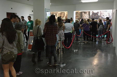 All these people wanted to see real kitties!