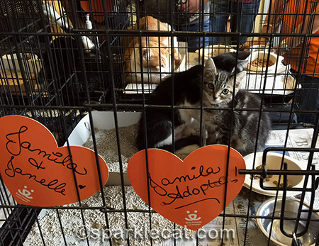 I bet Janelle got adopted too!