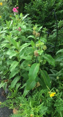 Milkweed2015
