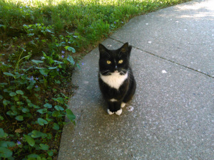 My favorite pet, Ellie-cat