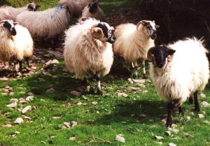 Some weighty friends from Cloghane