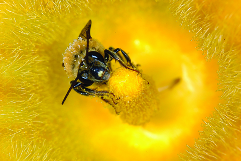 Photo: Ontario will profit from being kind to bees