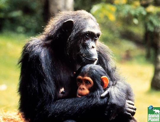 picture-of-Chimpanzee-Free-Wallpaper-animalplanethd.com_