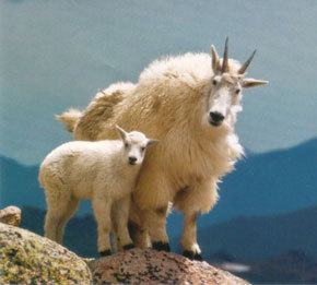 babyMountainGoat