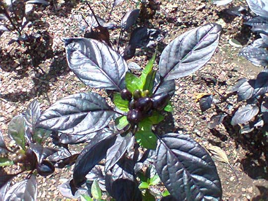 Cheekwood - Plensa