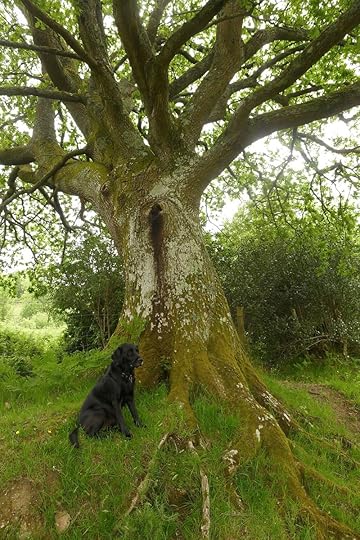 Oak 1