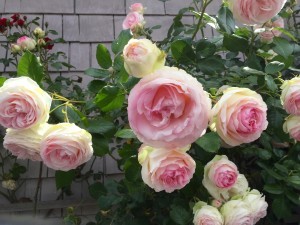Picture of roses