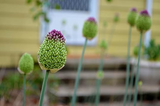 front-yard-allium