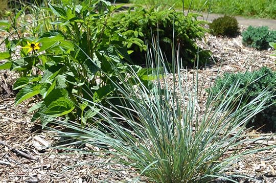 front-yard-blueoat