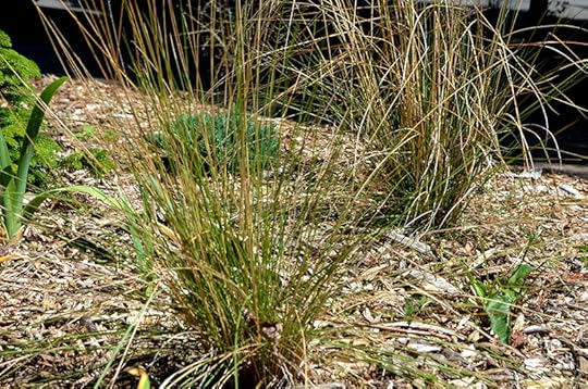 front-yard-grasses