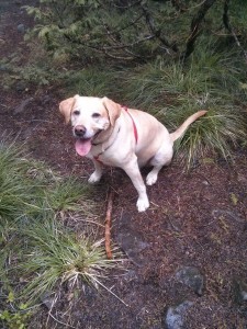 My hiking buddy! I found out later that stupid harness had chafed her poor tender chest.