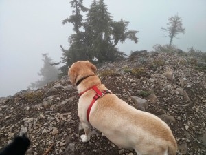 Sugar stares into the abyss.
