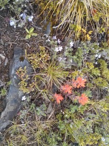 Flowery bits.