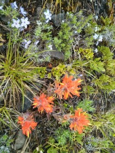 More flowery stuff