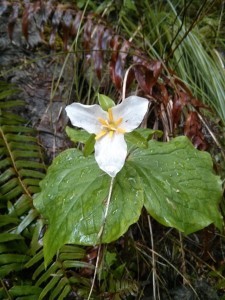 Trillium redux
