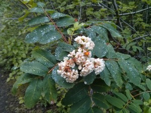 Another flower.