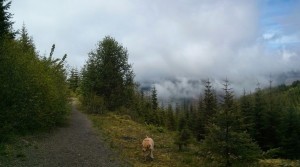 Sugar! And Mist! And Trees!