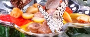 ButterflyPalace2015-e1427135154107.jpg