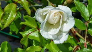 Rose 2015