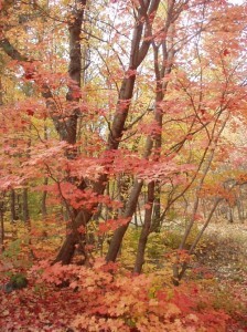 autumn