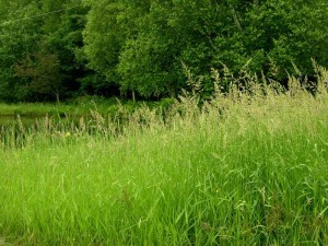 tall-grasses-and-wooded-areas-make-the-perfect-spot-for-ticks-to-converge-1