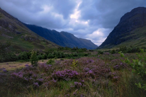 Scotland Heather