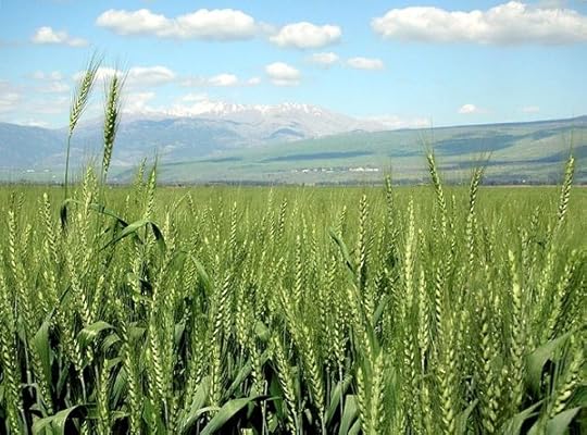 640px Wheat haHula ISRAEL2