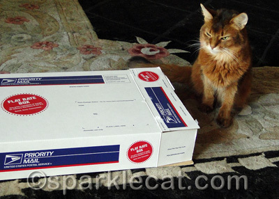She even liked those weird, flat Flat Rate Priority Mail boxes