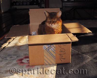 You do not talk about BOX CLUB!