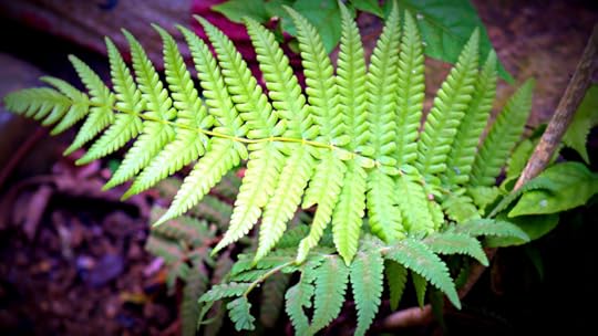 photo 101 day 7 natural world and leading lines 046 tu