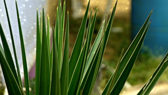 photo 101 day 7 natural world and leading lines 034 tu