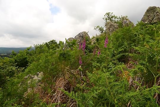 Foxgloves