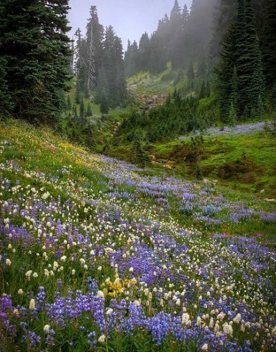  photo Lillies_zpsd9o1bts6.jpg