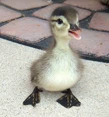 baby duck
