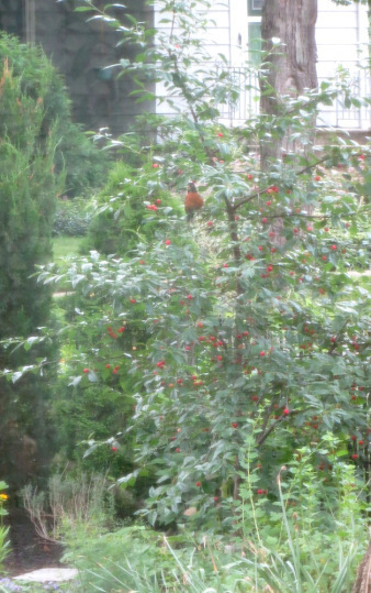 RobinCherry