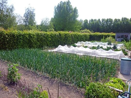 Veg garden
