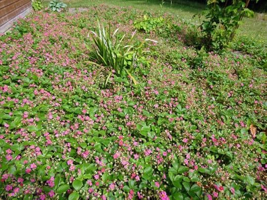 Strawberry ground cover
