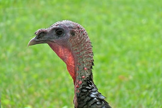 BlogTurkey close up 1
