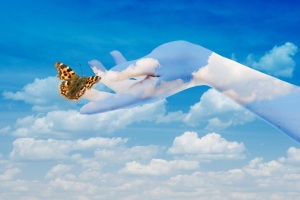 The Butterfly in your hands