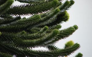 1024px-Araucaria_araucana-branch