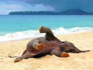 elephant sunbathing