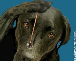 hypnotizing dog